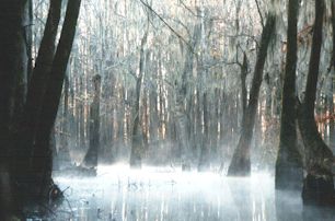 Swamp Fog